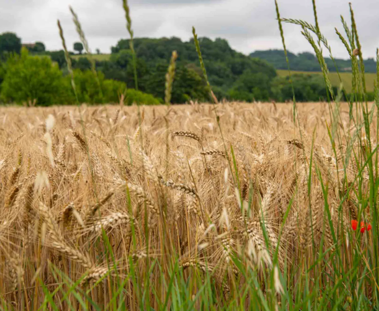 zero-avanguardia-filiera-grano-italiano-molini-fagioli