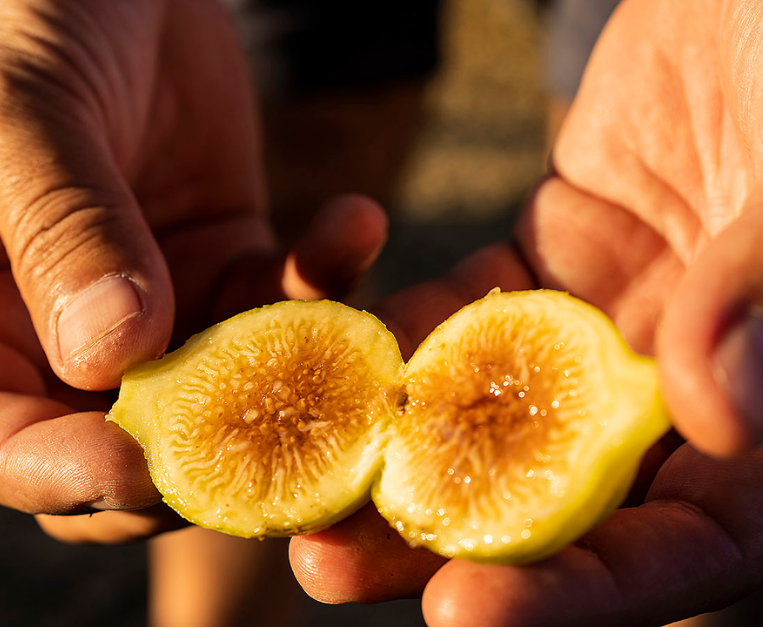 cilento-tastes-2026-capaccio-paestum-evento-gastronomia