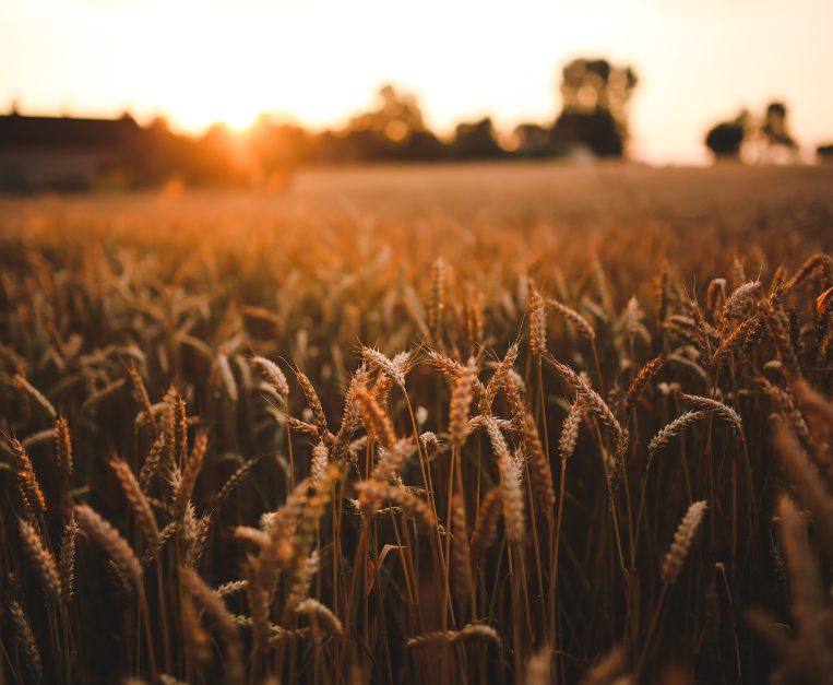 fao-cereali-calo-2027-fertilizzanti-prezzi-grano-mais