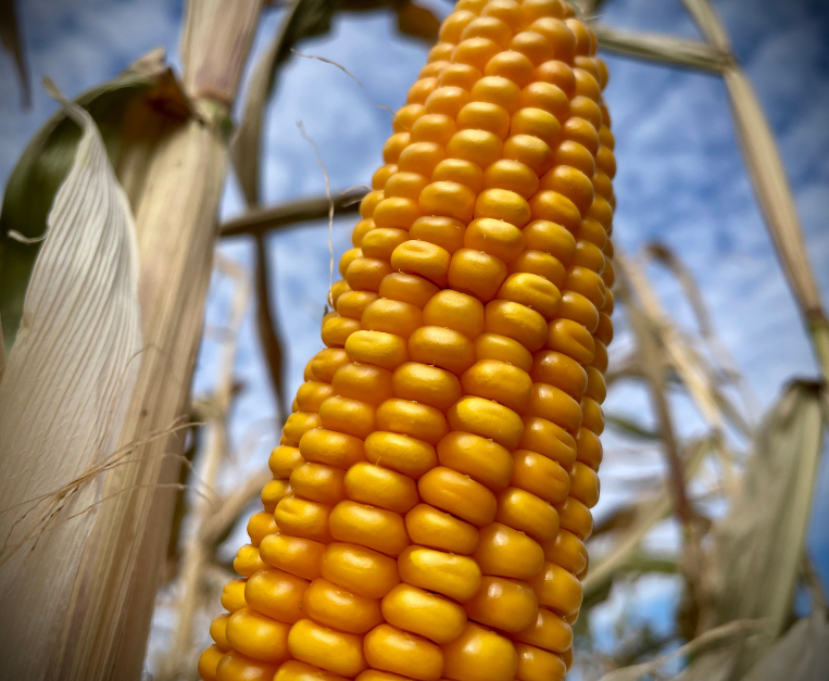 fao-cereali-calo-fertilizzanti-prezzi-grano-mais