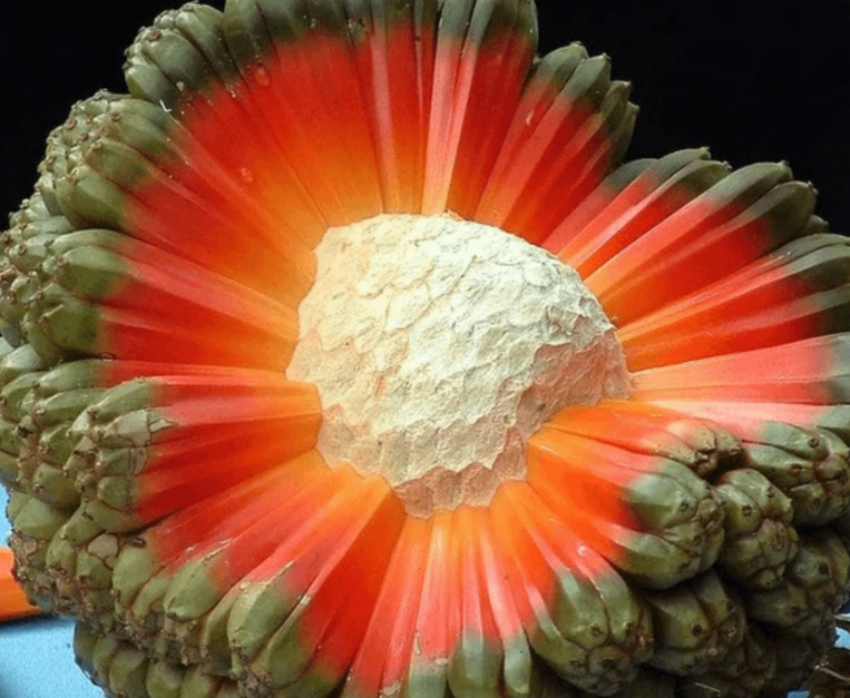 hala-frutto-tropicale-pandanus-terra-pacifico