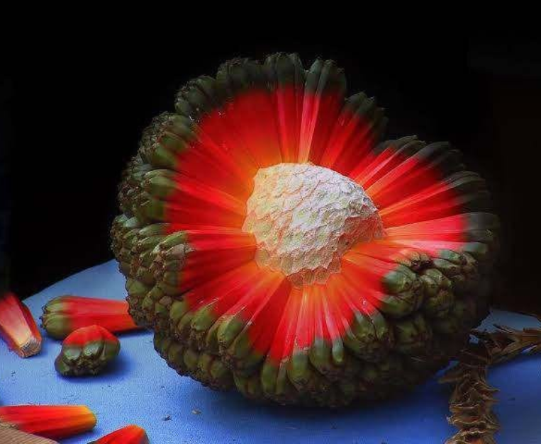 hala-frutto-tropicale-terra-pacifico