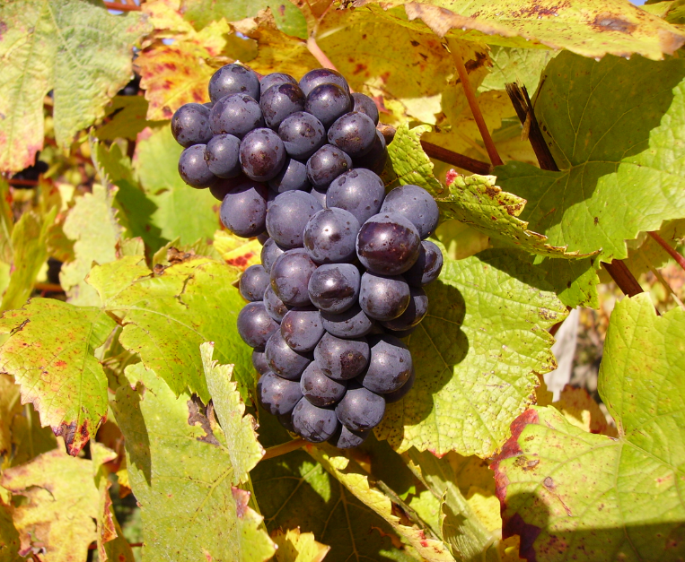 Today’s Pinot Noir is genetically identical to the medieval one • Food and Wine Italy