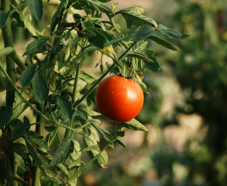 pomodoro-per-la-ricerca-2026-fondazione-veronesi