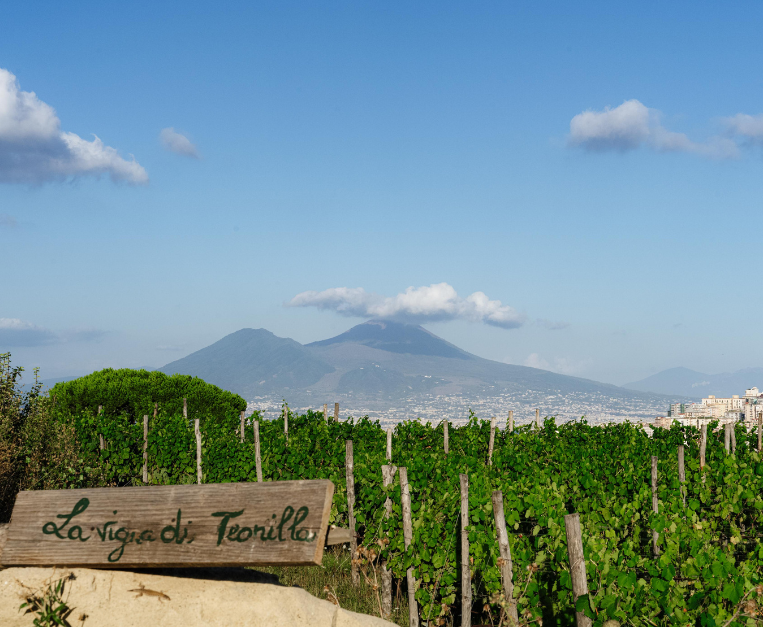 Vigna di Teonilla