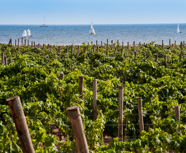 vigne sicilia