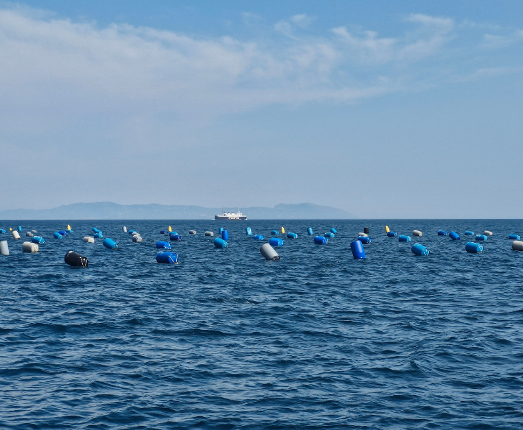 Mytilus fest