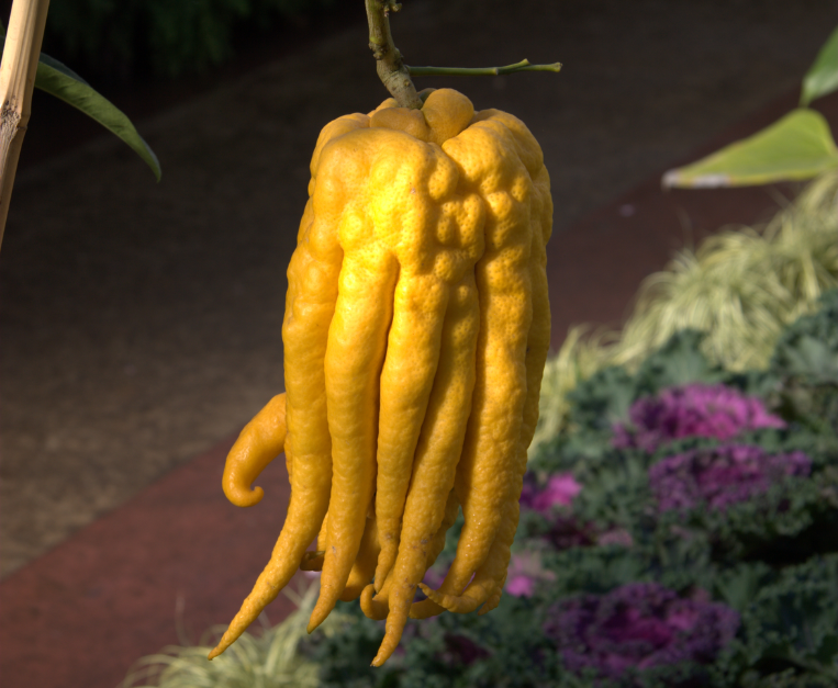 cedro-mano-di-buddha-come-si-usa-cucina-origini