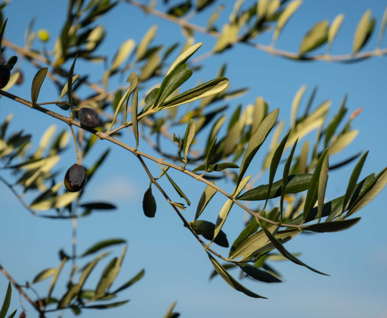 olivi-xylella-cover-smartphone