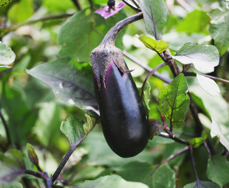 parmigiana-melanzane-migliori-varieta-da-usare-melanzana