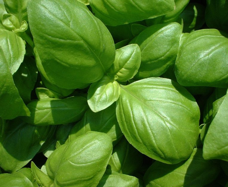 perche-basilico-genovese-dop-non-sa-di-menta-clima-liguria
