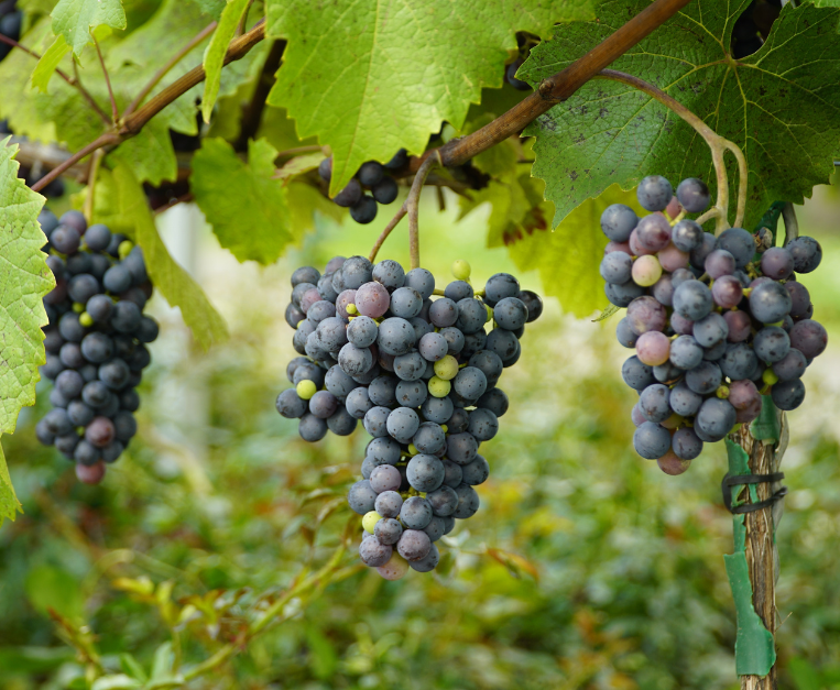 semi-spazio-nuove-varieta-uva-vino