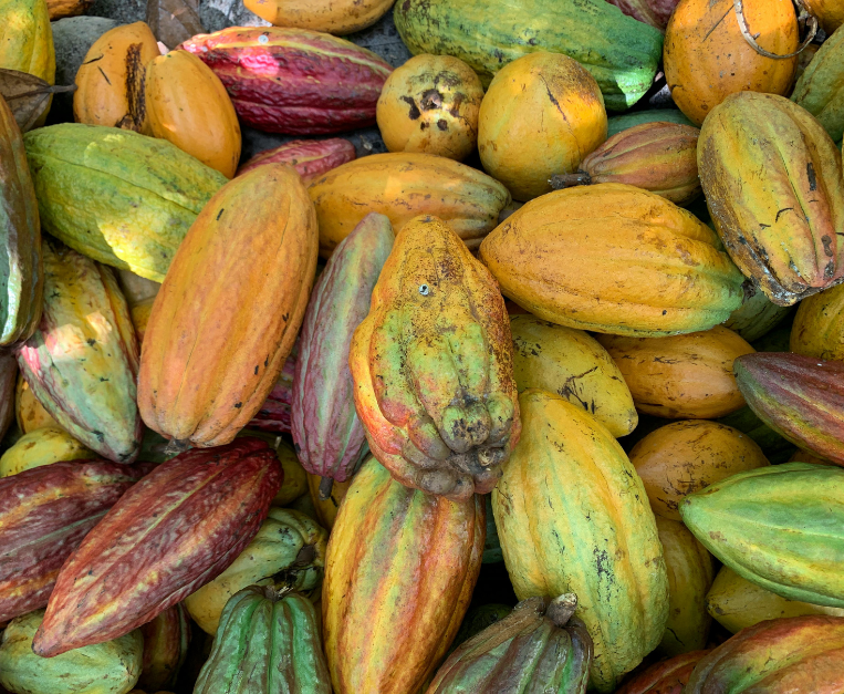 barry-callebaut-el-nino-mercato-cacao-strategia