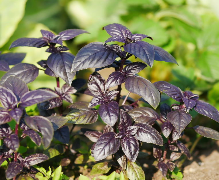 basilico-viola-sapore-come-usarlo