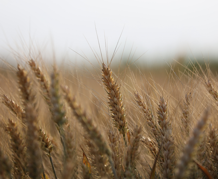 regno-unito-agricoltura-rigenerativa-caldo-record-italia