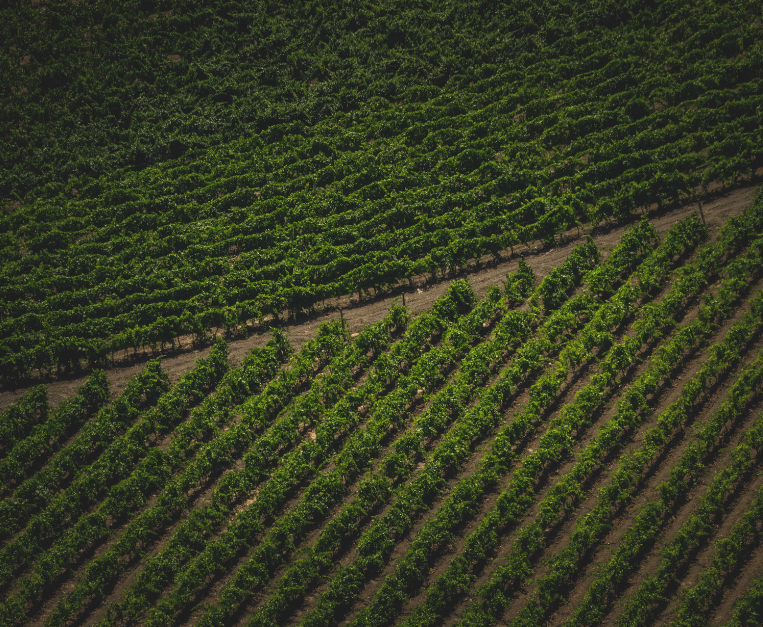 Methods to save viticulture from climate change are being studied in Bolzano • Food and Wine Italia