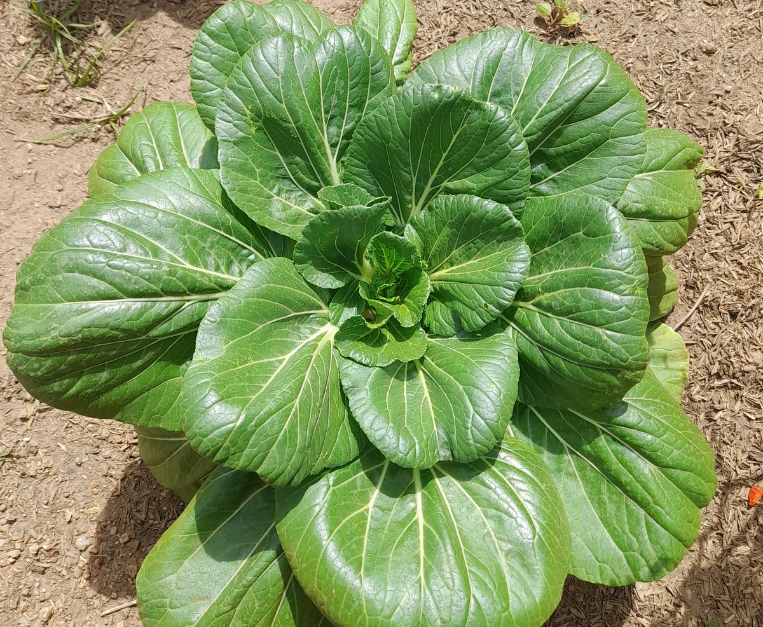 agricoltura-sotterranea-miniera-boulby-inghilterra-lattuga-pak-choi