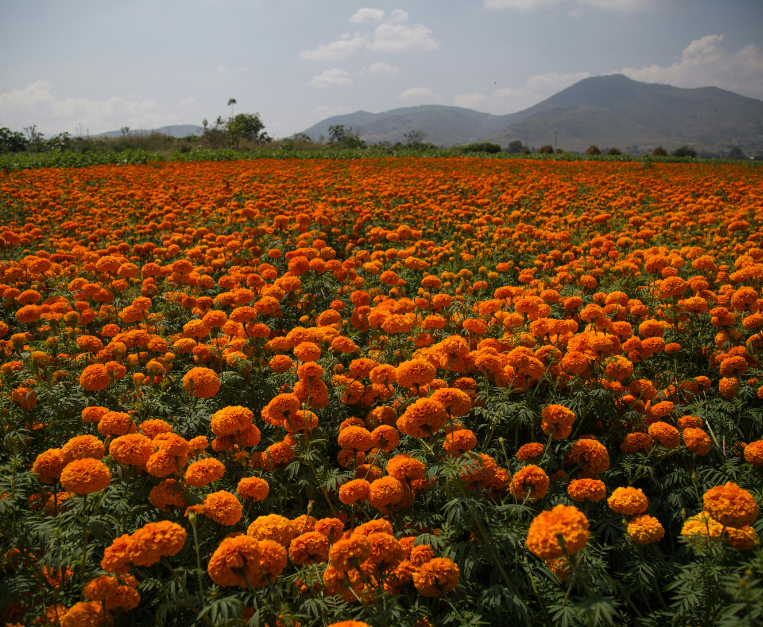 calendula-proteine-vegetali-fiori-scarti-alimentari