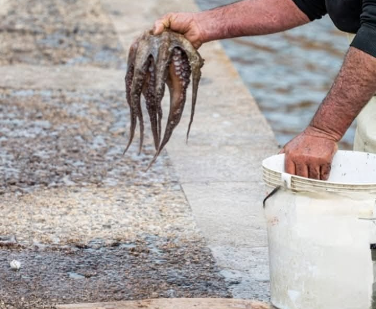 crudi-di-mare-puglia-tradizione-sicurezza-alimentare