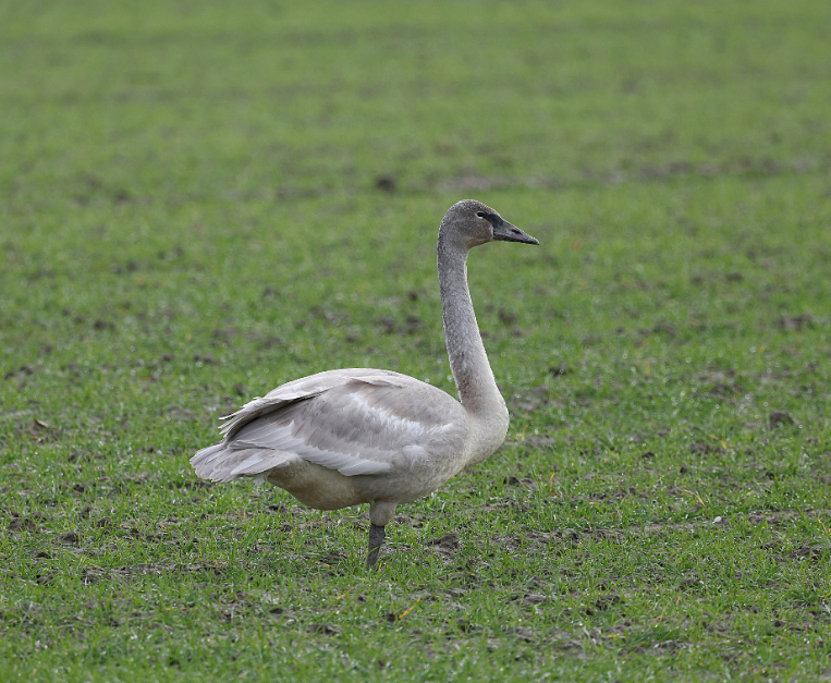 foie-gras-divieti-produzione-benessere-animale