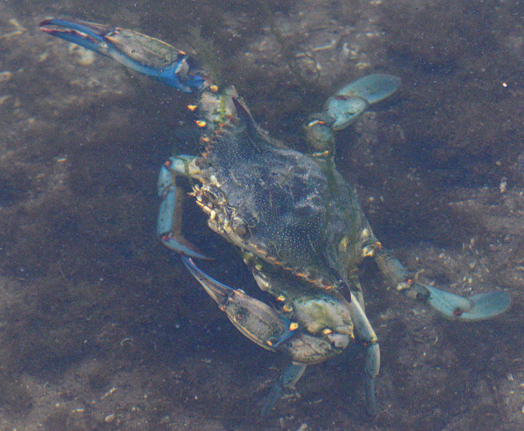 granchio-blu-risale-po