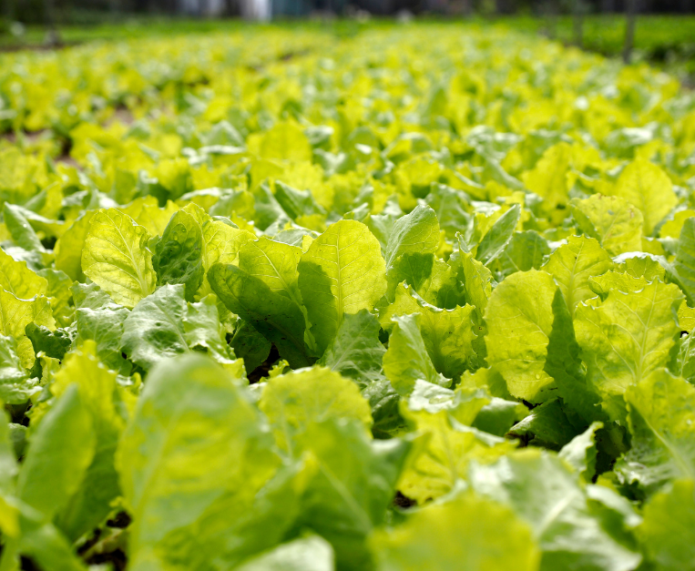 lattuga-geneticamente-modificata-proteina-carne-mioglobina