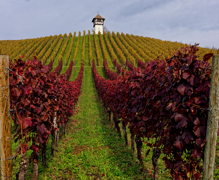 moldavia-vigneti-pro-capite-classifica-vino