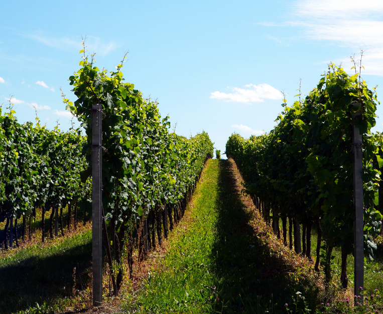 moldavia-vigneti-pro-capite-vino