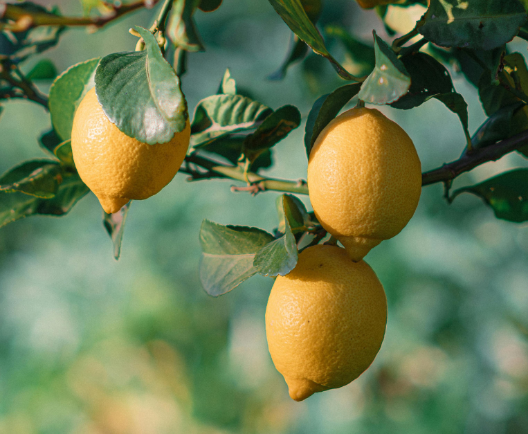 storia-del-limone-origini-mediterranea