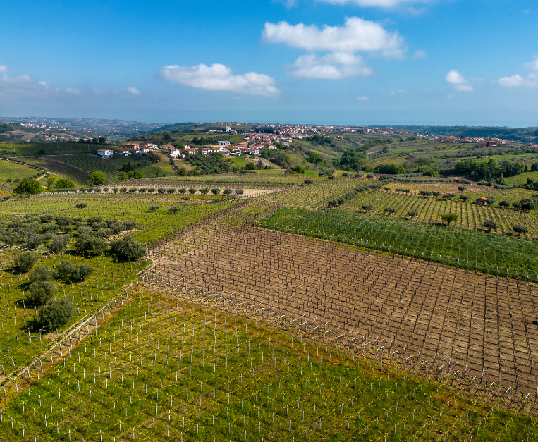 Vigne Cantina Tollo