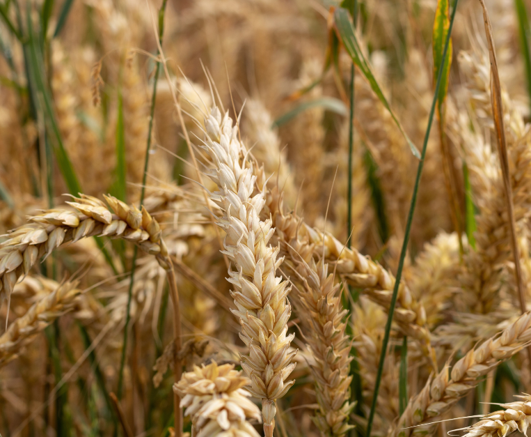 alicudi-pane-segale-cornuta-allucinazioni-ergotismo
