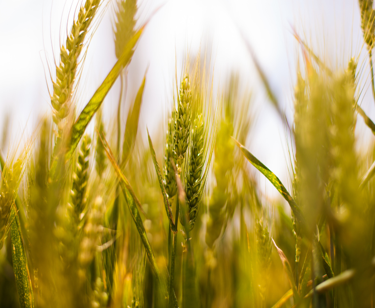 europa-agricoltura-innovazione