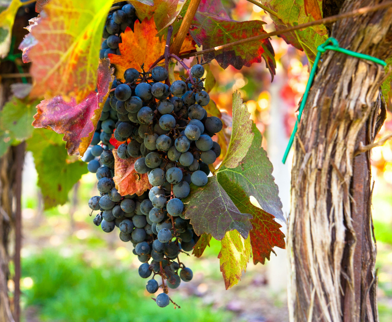 francia-produzione-vino-vendemmia-stime