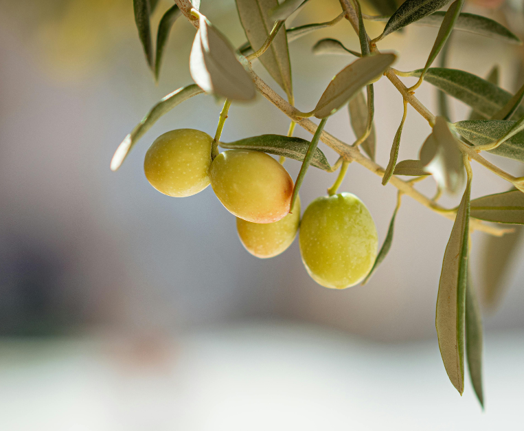 istat-vino-produzione-export-olio