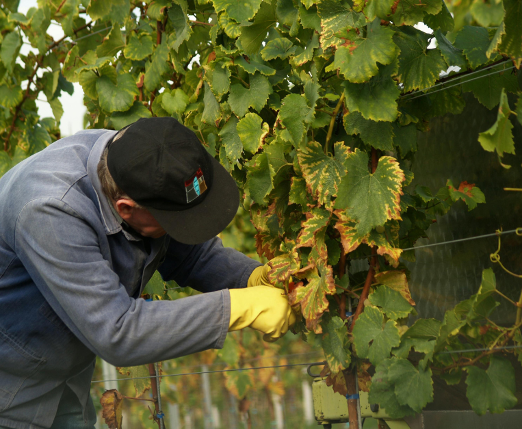 istat-vino-produzione-export
