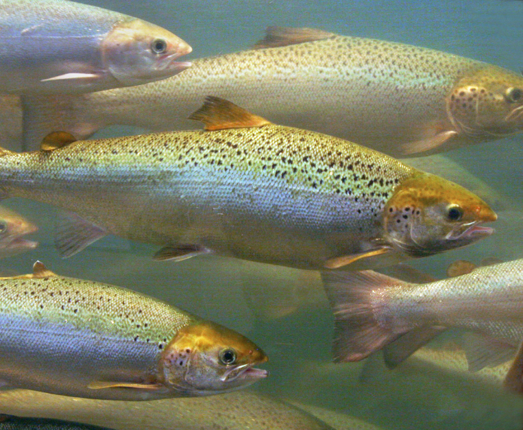 salmone-domanda-offerta-allevamento-impatto-ambientale