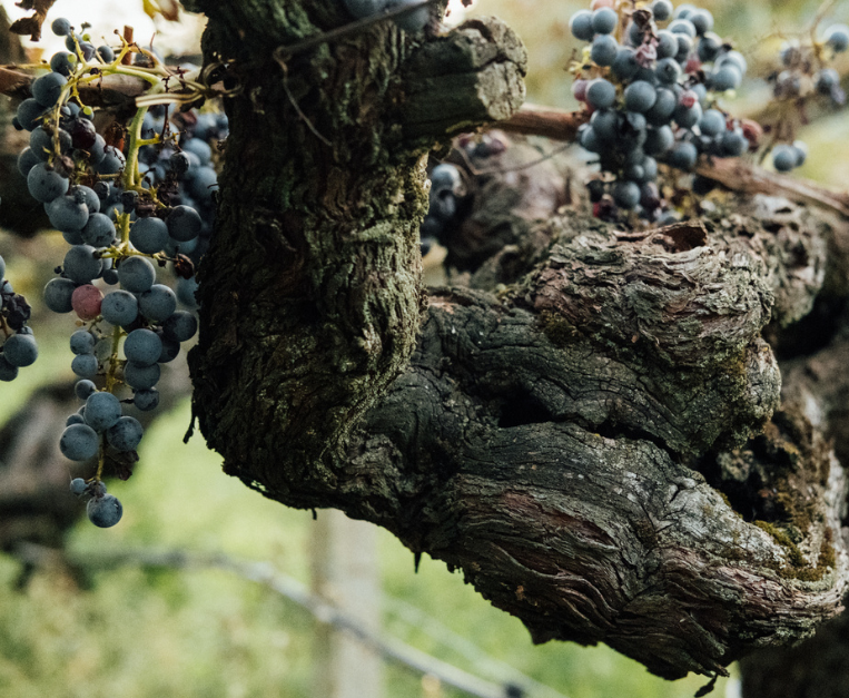 alois-lageder-50-cantine-top-2026