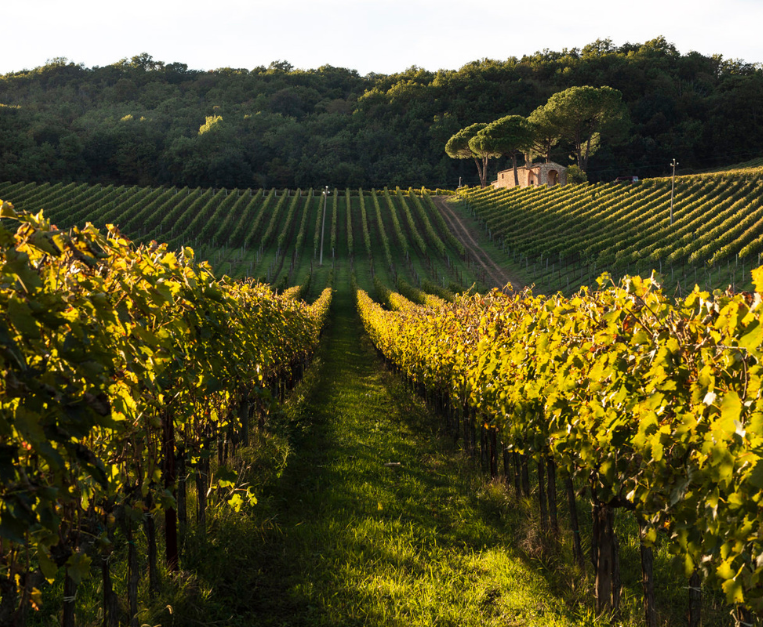 arillo-in-terrabianca-50-cantine-top-2026