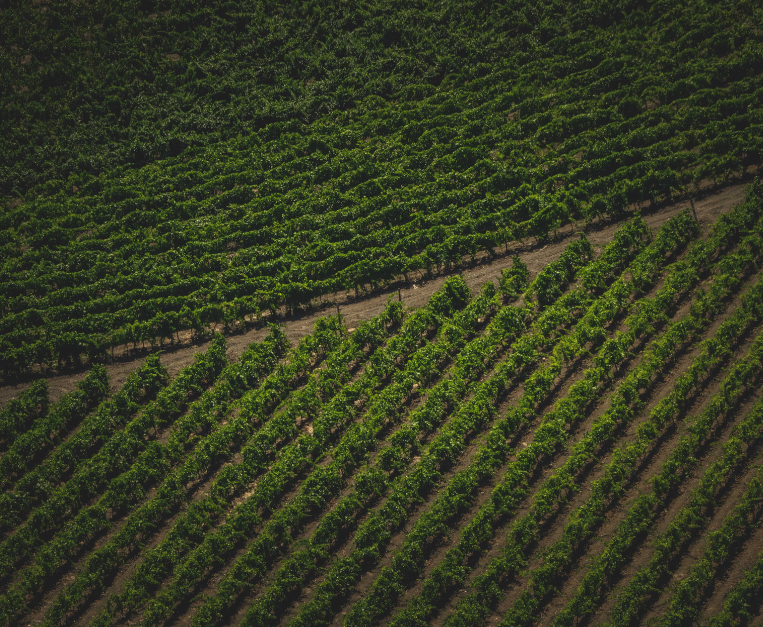 strada-vino-troia-turchia-enoturismo