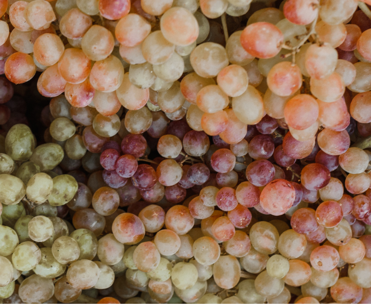 vino-biodiversita-intervista-luigi-fiorentino
