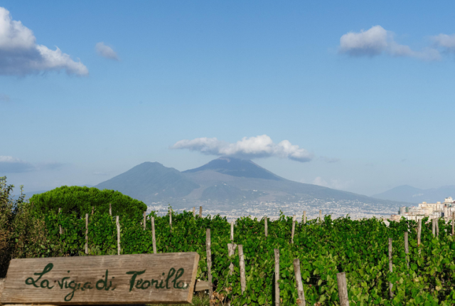 Vigna di Teonilla