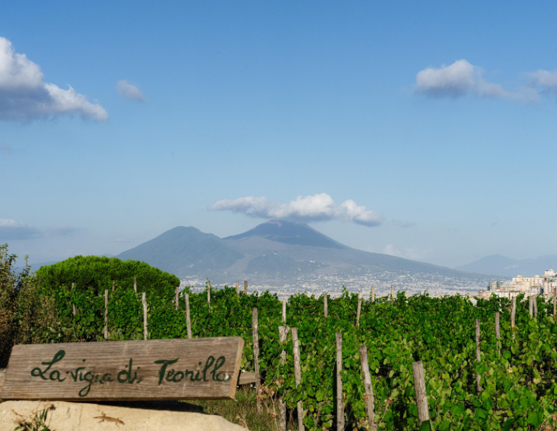 Vigna di Teonilla