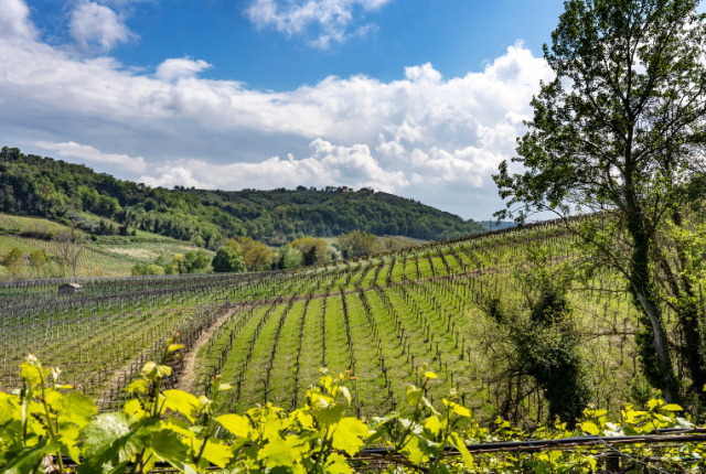 50-cantine-top-2025-cantina-tollo