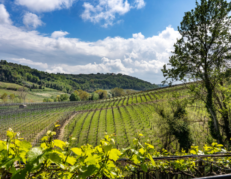 50-cantine-top-2025-cantina-tollo