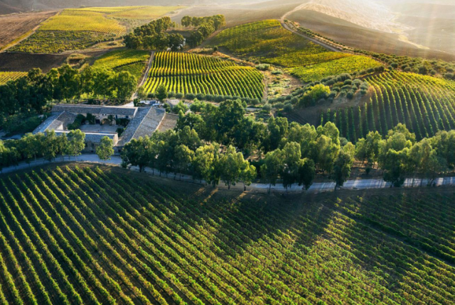 50-cantine-top-2025-feudo-montoni