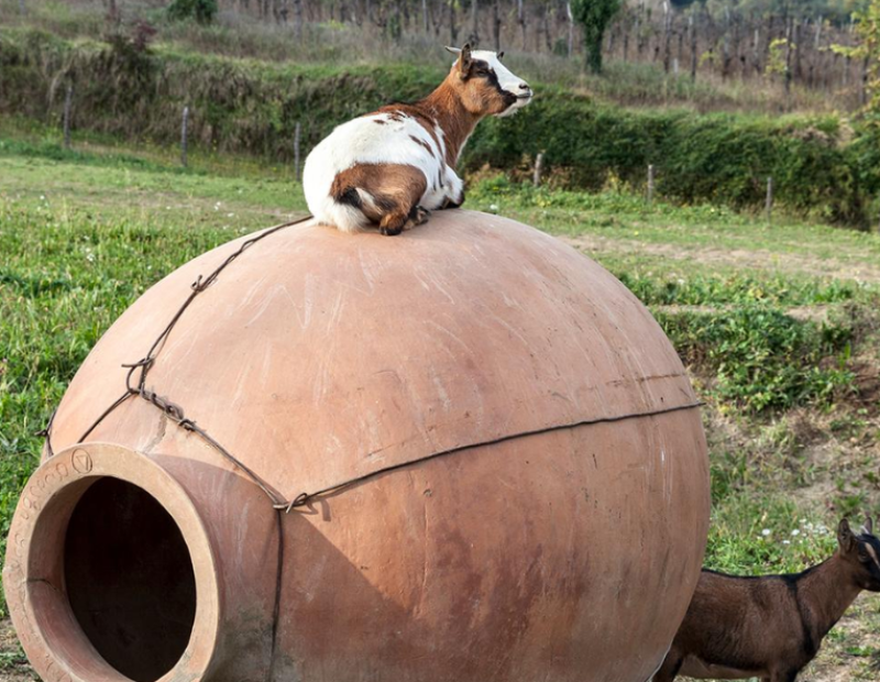 50-cantine-top-2025-gravner