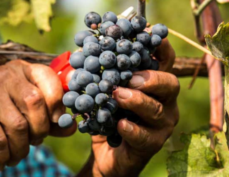 50-cantine-top-2025-le-due-terre