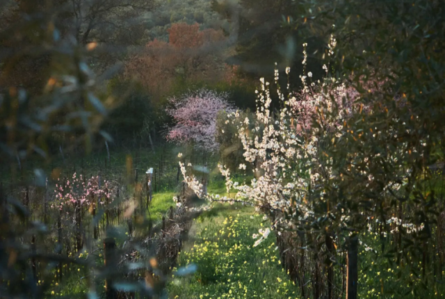50-cantine-top-2025-podere-mastrilli