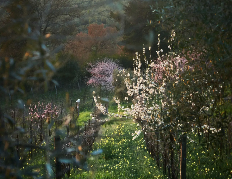 50-cantine-top-2025-podere-mastrilli