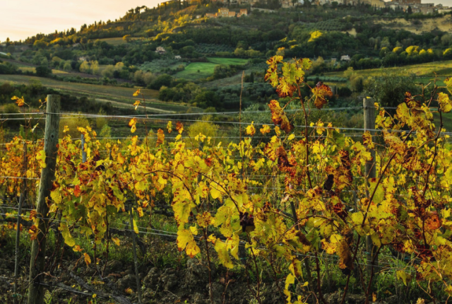 50-cantine-top-2025-salcheto